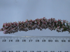 Erica paniculata