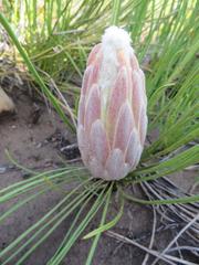 Protea scorzonerifolia