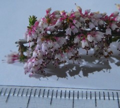 Erica paniculata