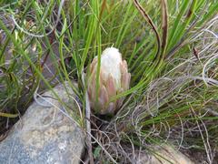 Protea scorzonerifolia