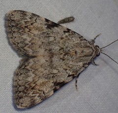 Catocala amica
