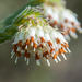 Erica bruniifolia - Photo (c) magriet b, algunos derechos reservados (CC BY-SA), uploaded by magriet b