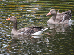 Anser anser