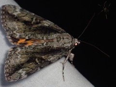 Catocala micronympha