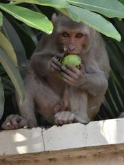 Macaca mulatta