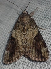 Catocala micronympha