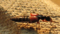 Philonthus rufulus