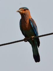 Coracias benghalensis