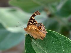 Junonia lemonias
