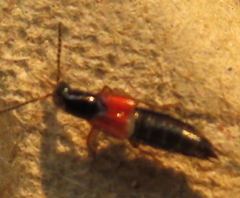 Philonthus rufulus