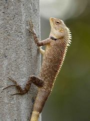 Calotes versicolor