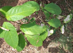 Adenocalymma calcareum
