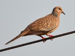 Streptopelia chinensis