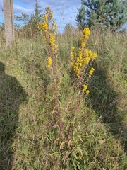 Solidago virgaurea taurica