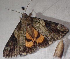 Catocala micronympha