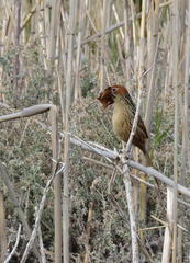 Sphenoeacus afer afer