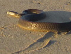 Dendroaspis polylepis