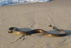 Dendroaspis polylepis