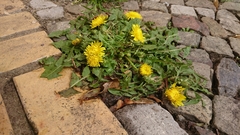 Taraxacum officinale