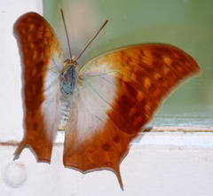 Charaxes varanes varanes