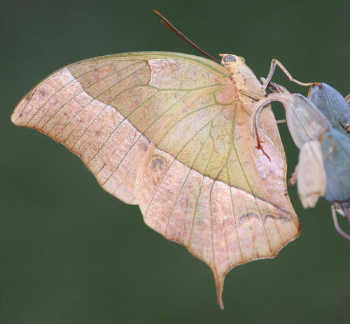 White Pearl Emperor