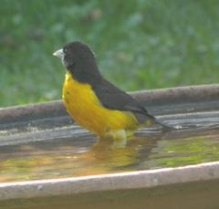 Ploceus bicolor bicolor