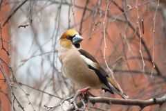 Coccothraustes coccothraustes