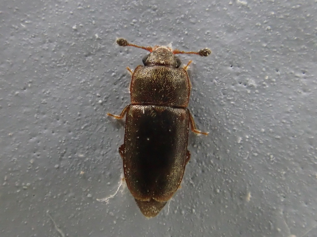 Epuraea planulata