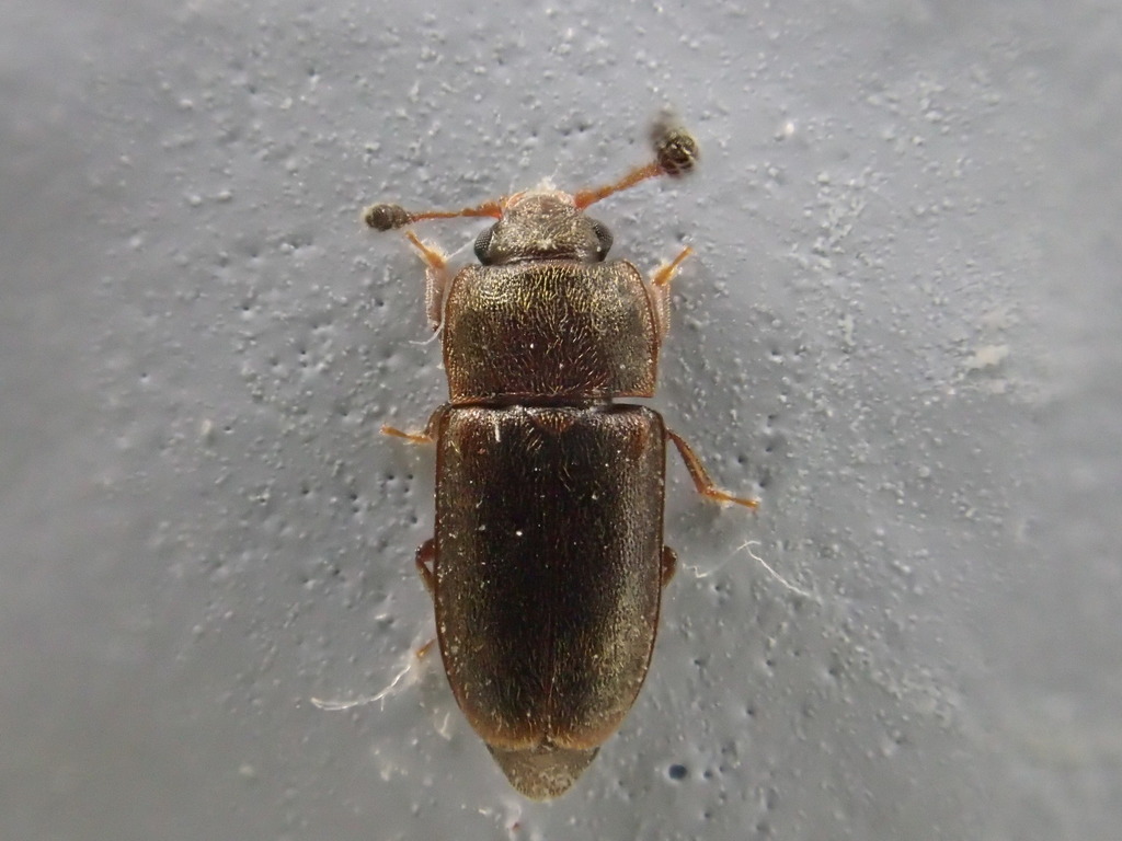 Epuraea