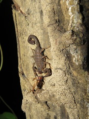 Tityus metuendus