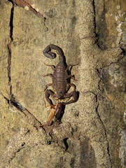 Tityus metuendus