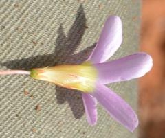 Oxalis inconspicua