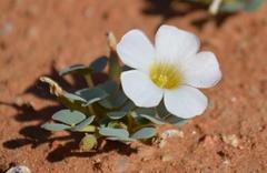 Oxalis sonderiana