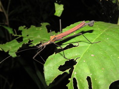 Pseudophasma castaneum