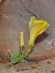 Oxalis foveolata