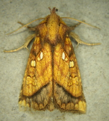 Papaipema harrisii