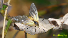 Pryeria sinica