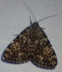 Catocala lineella