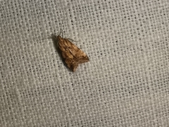 Brachmia blandella