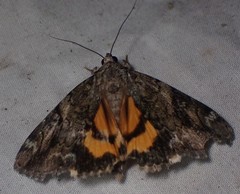 Catocala micronympha