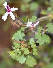 Pelargonium desertorum