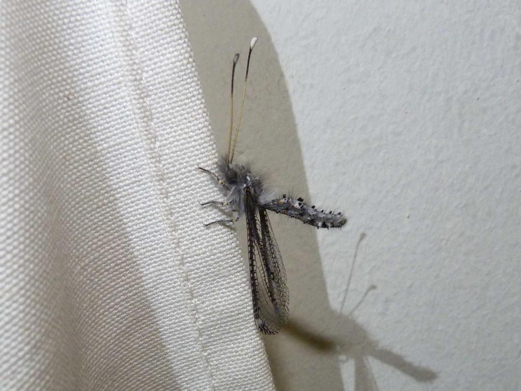 Neomelambrotus striatus