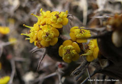 Euphorbia schinzii