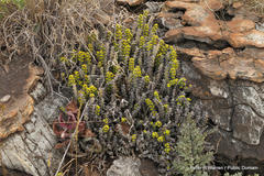 Euphorbia schinzii
