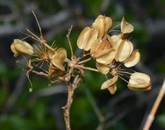 Polemanniopsis marlothii