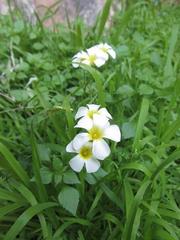 Oxalis hirsutibulba