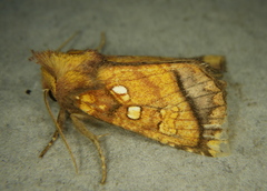 Papaipema harrisii
