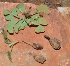 Oxalis hirsutibulba