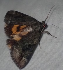 Catocala micronympha