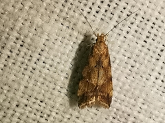 Brachmia blandella